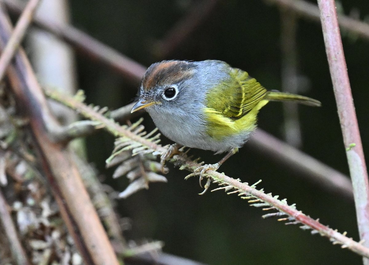 Chestnut-crowned Warbler (Phylloscopus castaniceps)