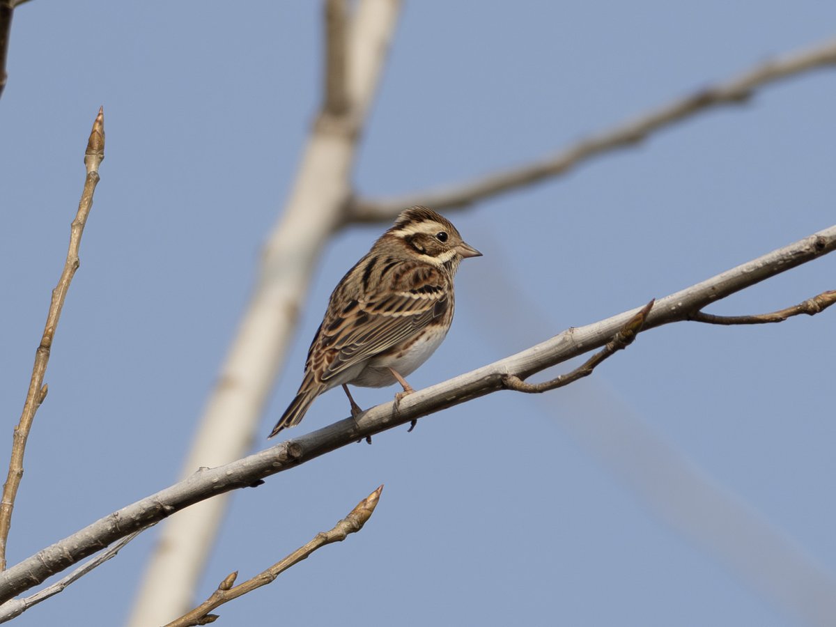 Rustic Bunting (Emberiza rustica)