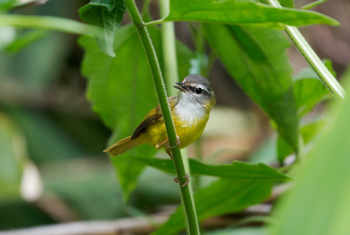 Yellow-bellied Warbler (Abroscopus superciliaris)