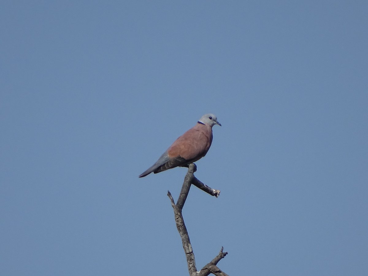 Red Collared Dove (Streptopelia tranquebarica)
