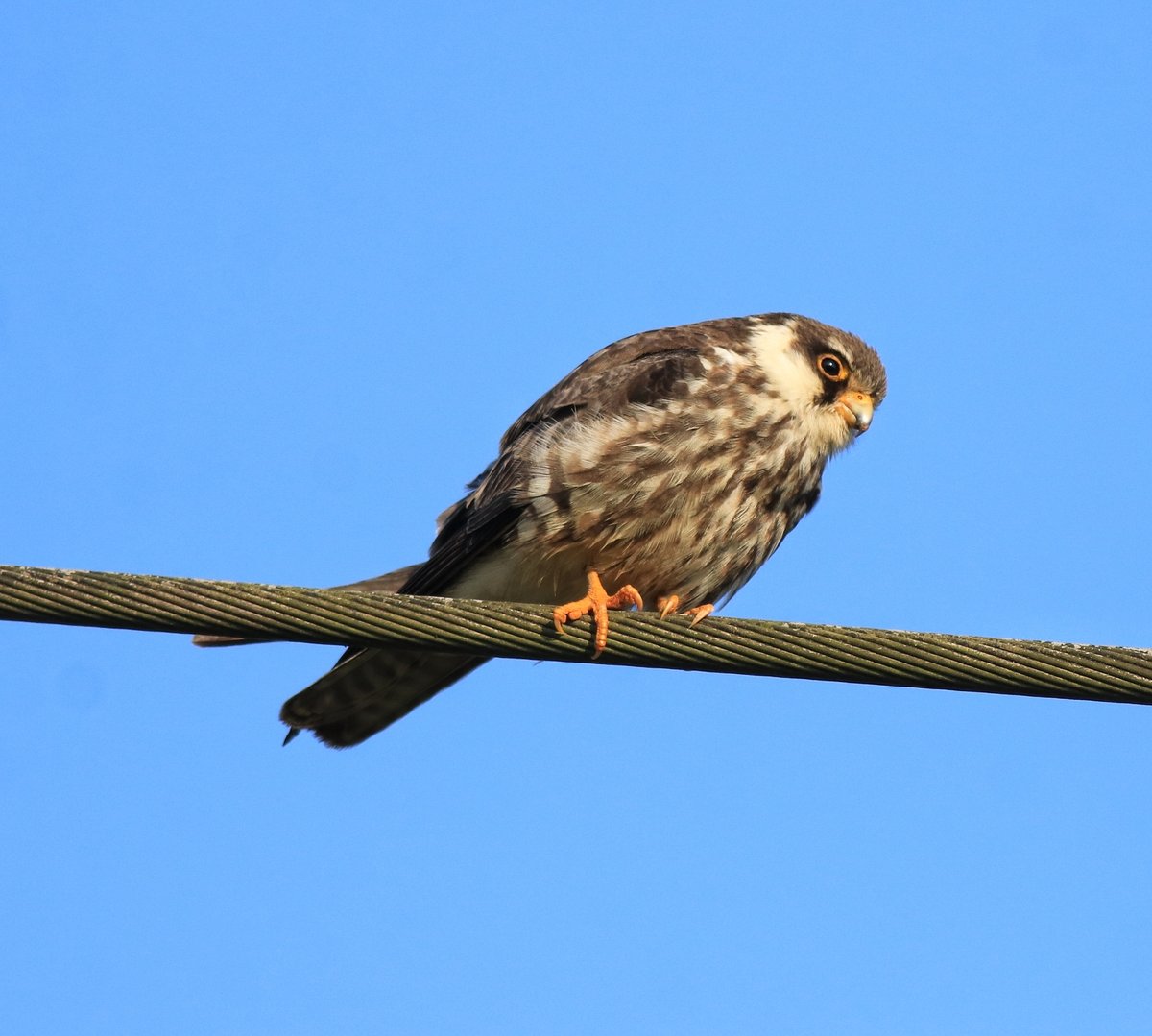 Amur Falcon (Falco amurensis)