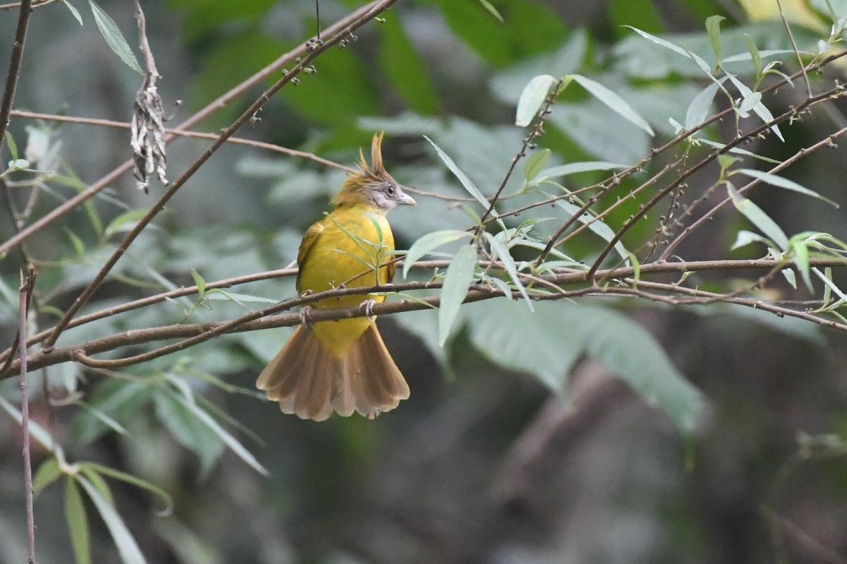 黄腹冠鹎 (Alophoixus flaveolus)