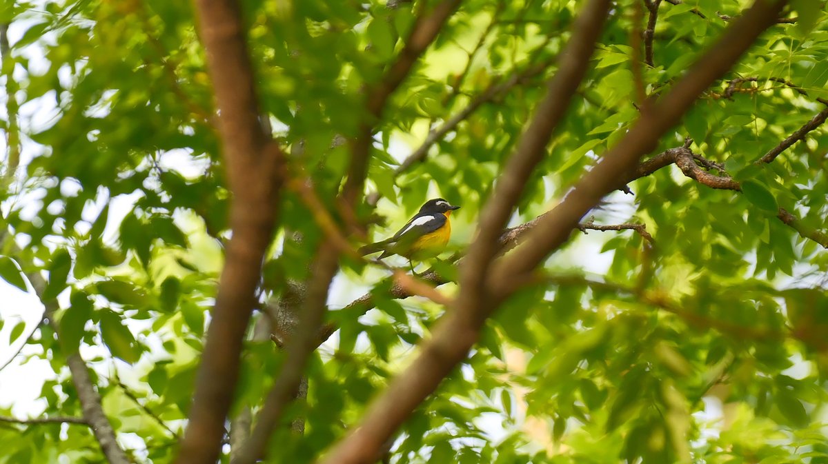 Yellow-rumped Flycatcher (Ficedula zanthopygia)