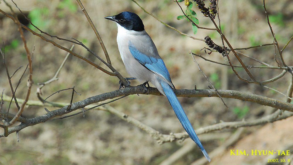 灰喜鹊 (Cyanopica cyanus)