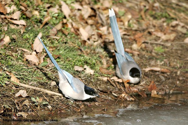 灰喜鹊 (Cyanopica cyanus)