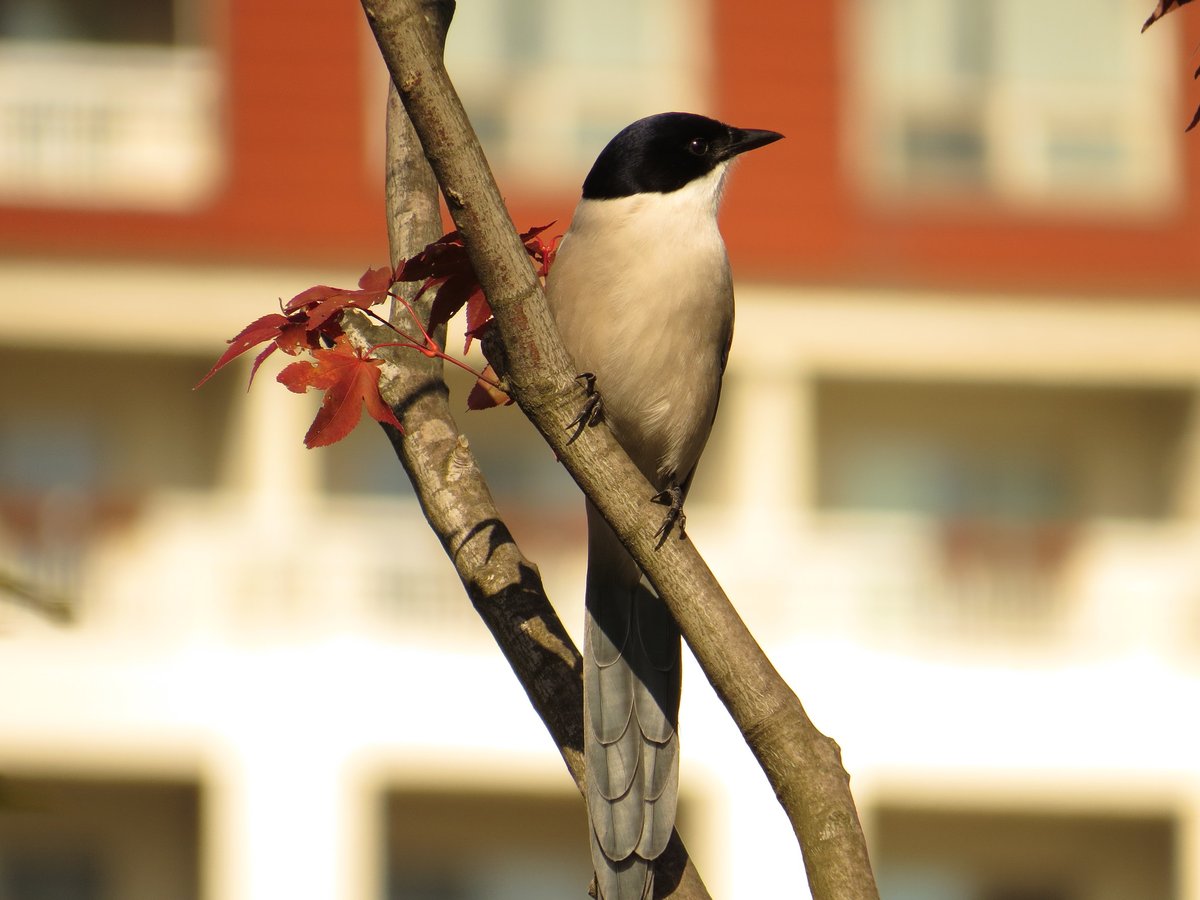 灰喜鹊 (Cyanopica cyanus)