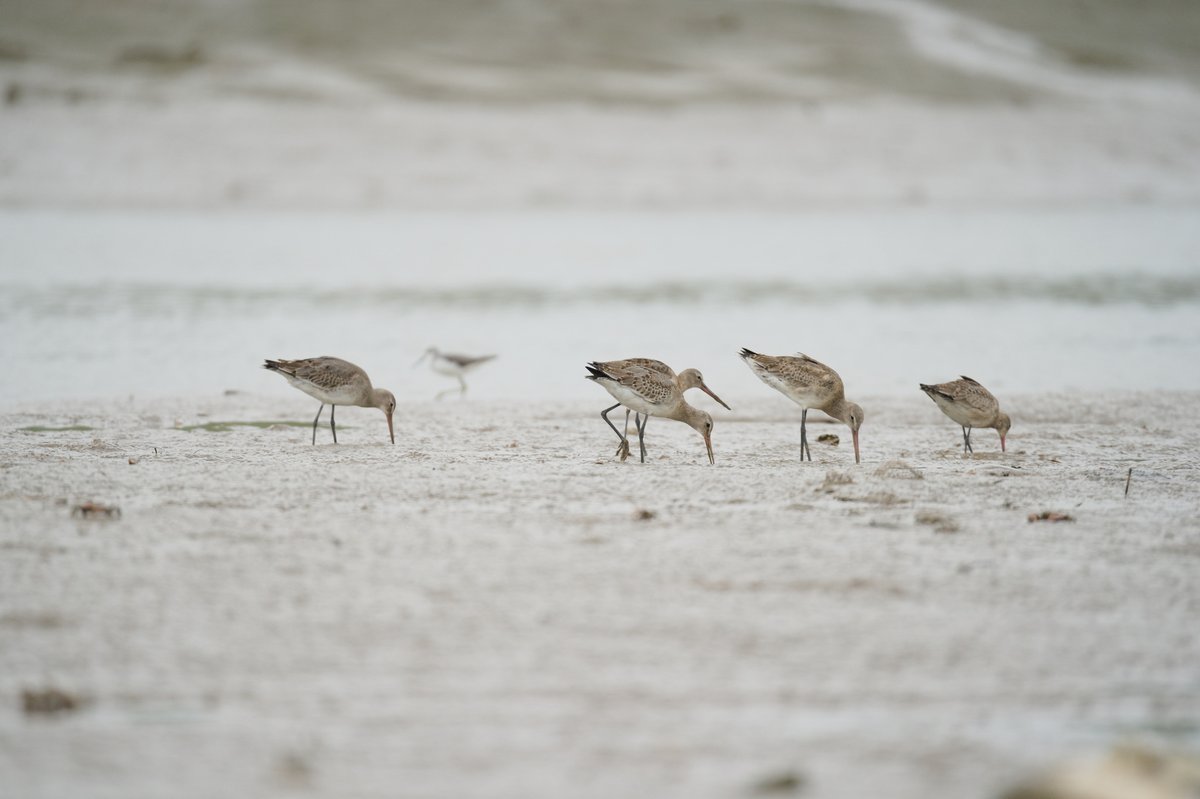 黑尾塍鹬 (Limosa limosa)