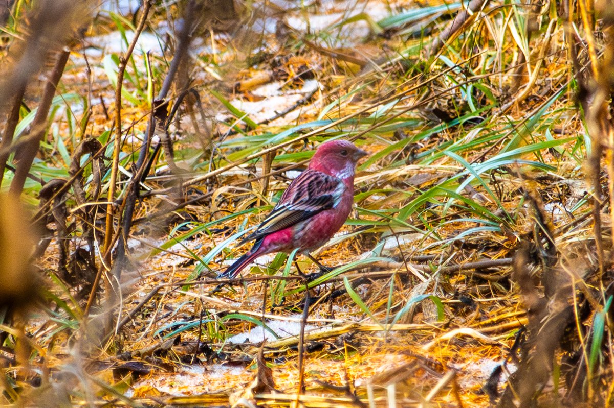 北朱雀 (Carpodacus roseus)