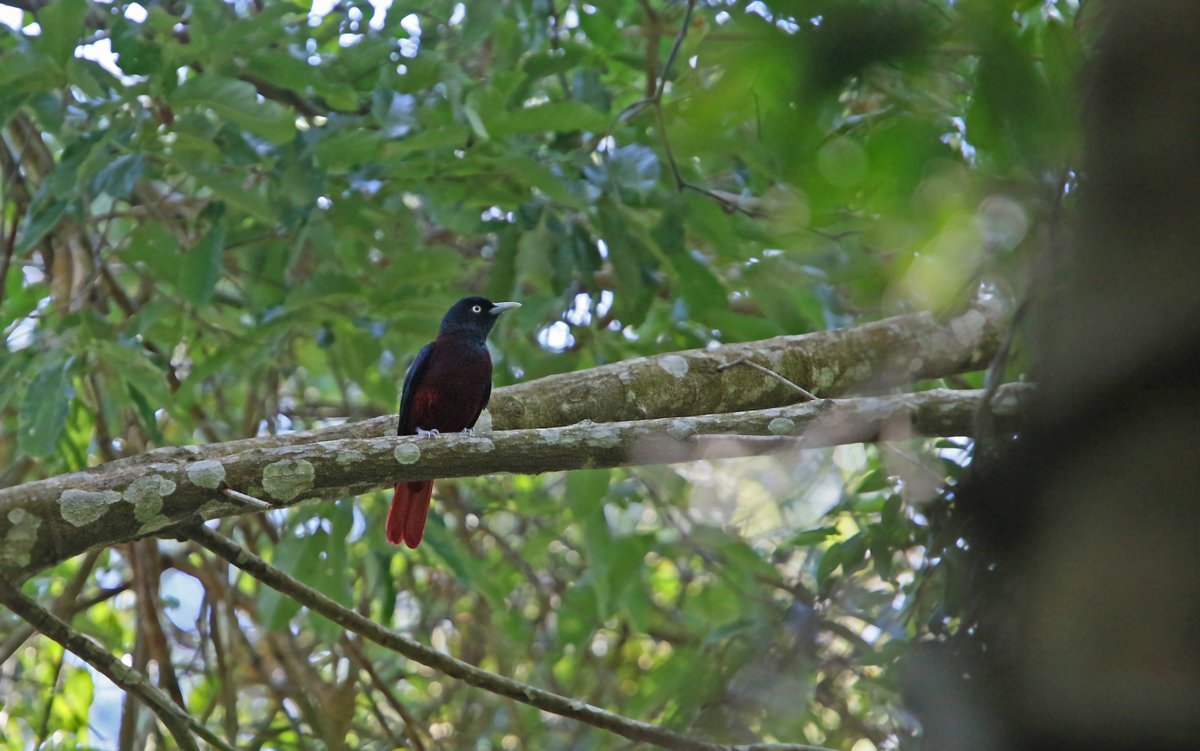 朱鹂 (Oriolus traillii)