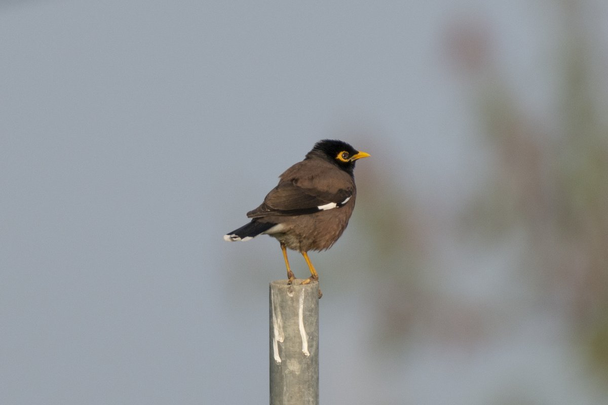 家八哥 (Acridotheres tristis)