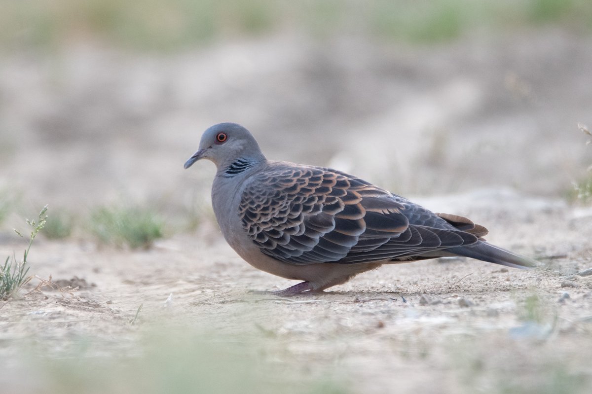Oriental Turtle Dove (Streptopelia orientalis)