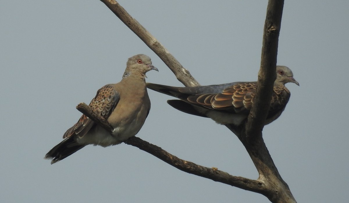 Oriental Turtle Dove (Streptopelia orientalis)