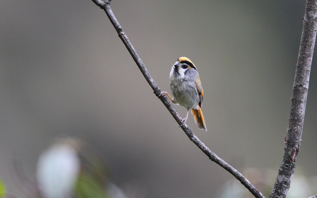 黑喉鸦雀 (Suthora nipalensis)