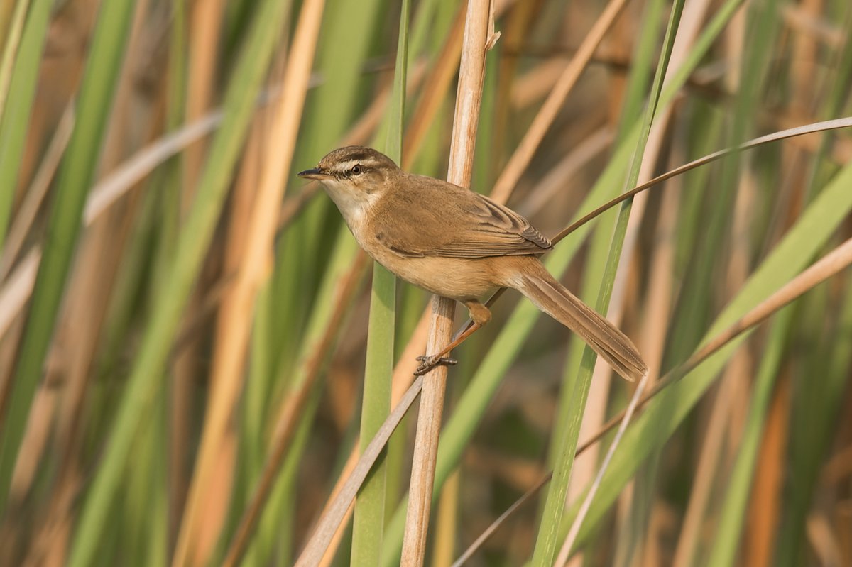 远东苇莺 (Acrocephalus tangorum)