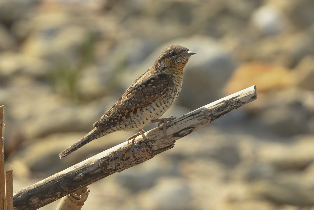 Eurasian Wryneck (Jynx torquilla)