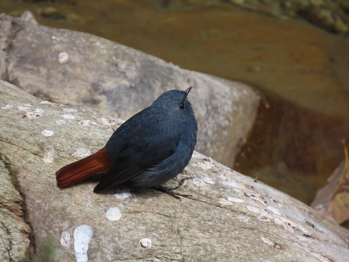 Plumbeous Water Redstart (Phoenicurus fuliginosus)