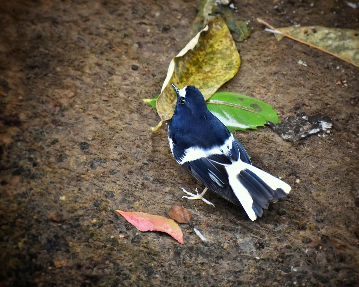 Little Forktail (Enicurus scouleri)