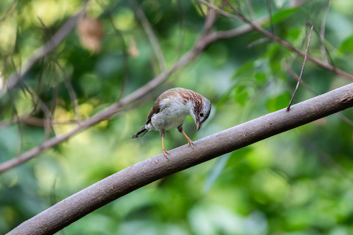 Indochinese Yuhina (Staphida torqueola)