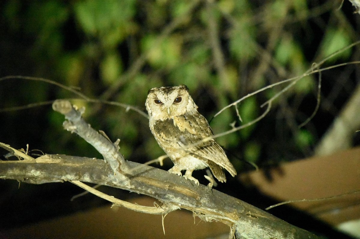 领角鸮 (Otus lettia)