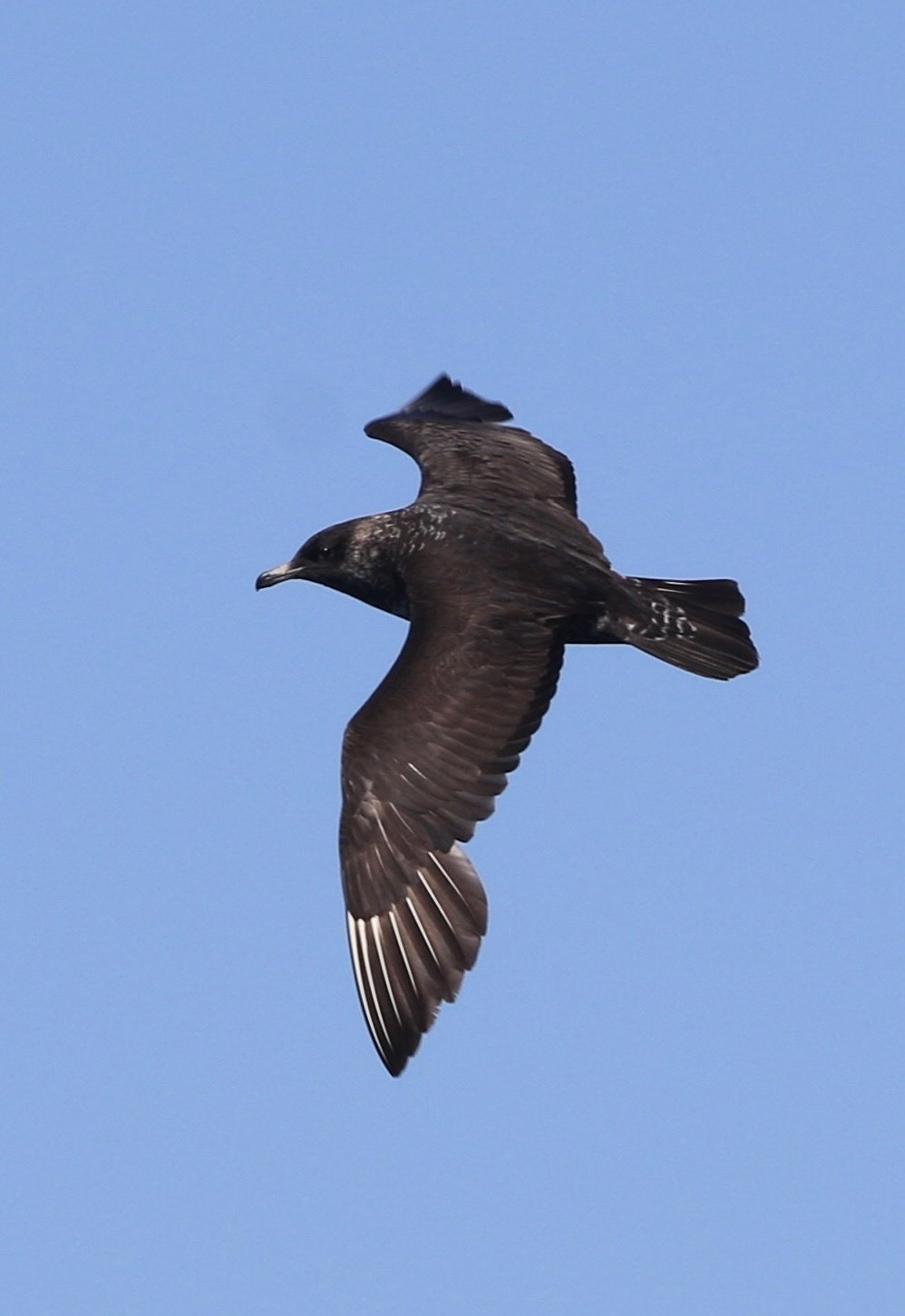 Pomarine Jaeger (Stercorarius pomarinus)