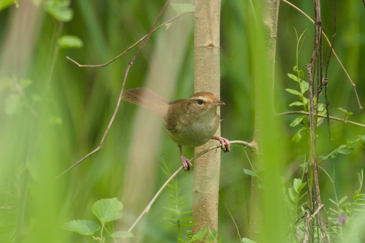 Japanese Bush Warbler (Horornis diphone)
