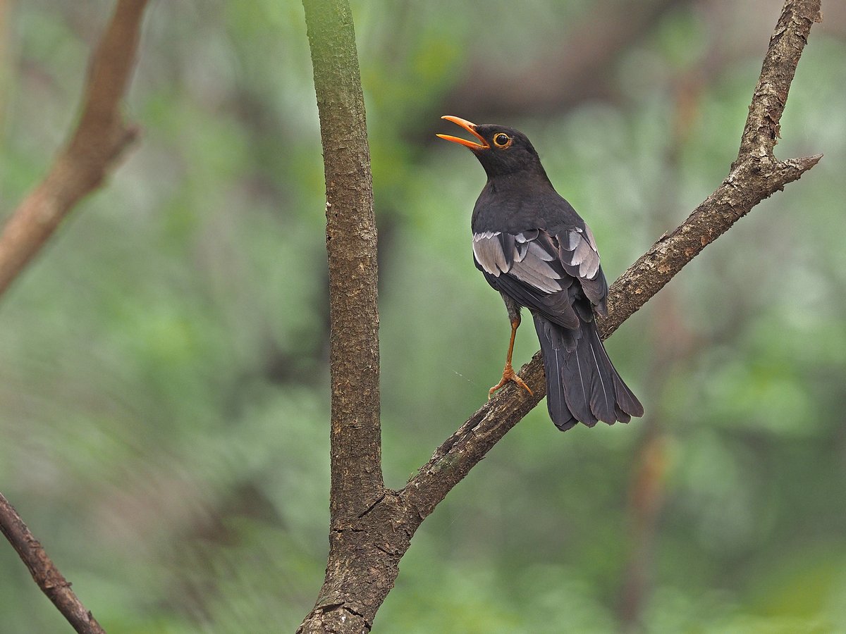 Grey-winged Blackbird (Turdus boulboul)