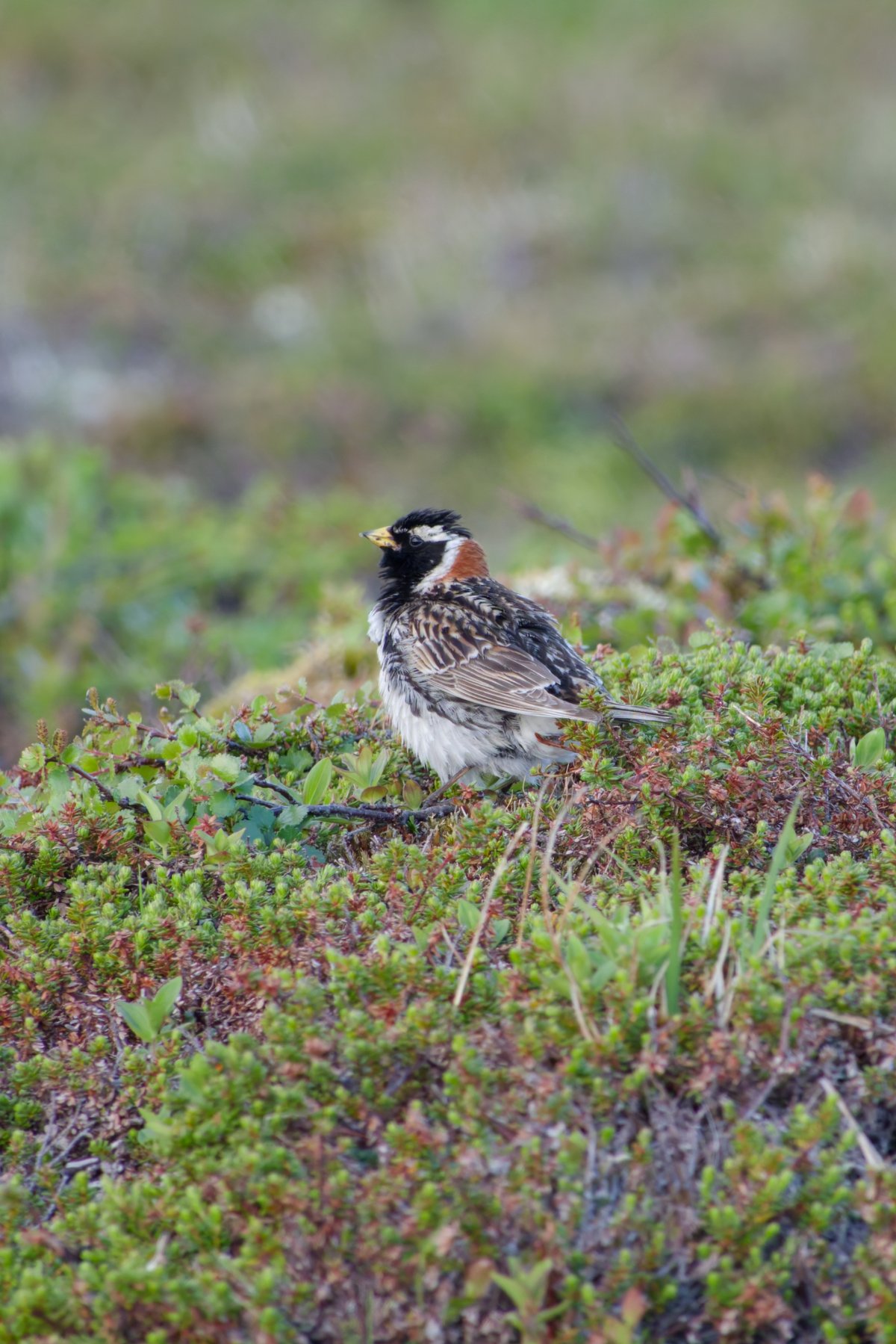 Lapland Longspur (Calcarius lapponicus)