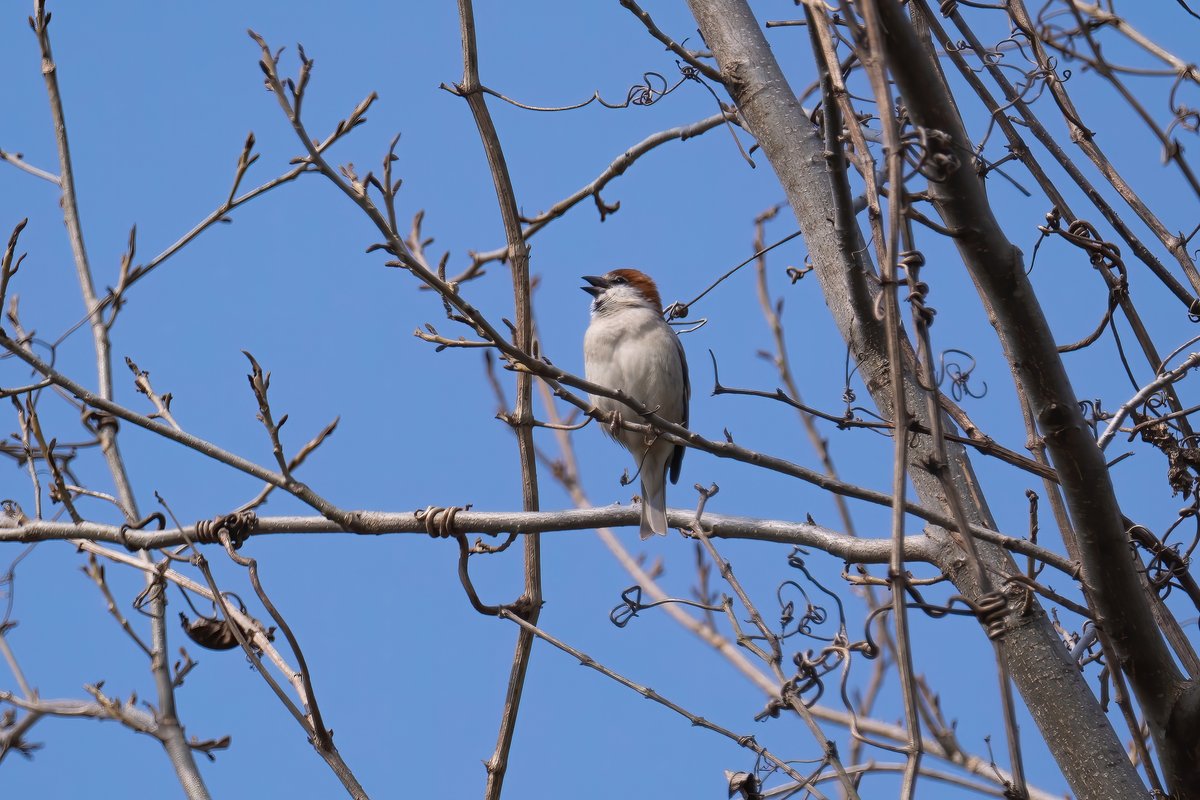 山麻雀 (Passer cinnamomeus)