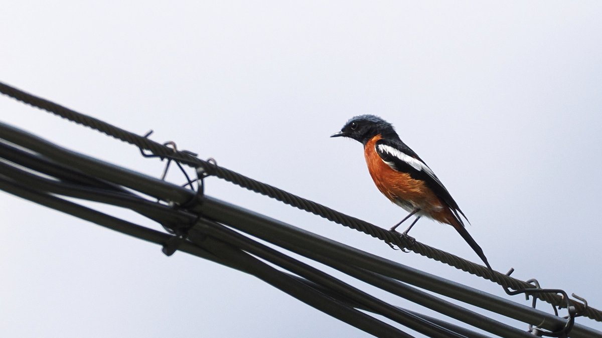白喉红尾鸲 (Phoenicurus schisticeps)