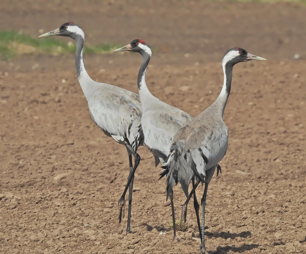 灰鹤 (Grus grus)