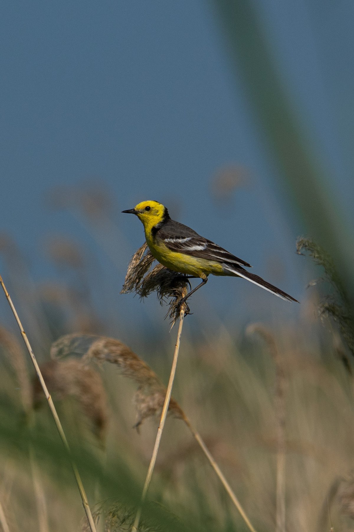 黄头鹡鸰 (Motacilla citreola)