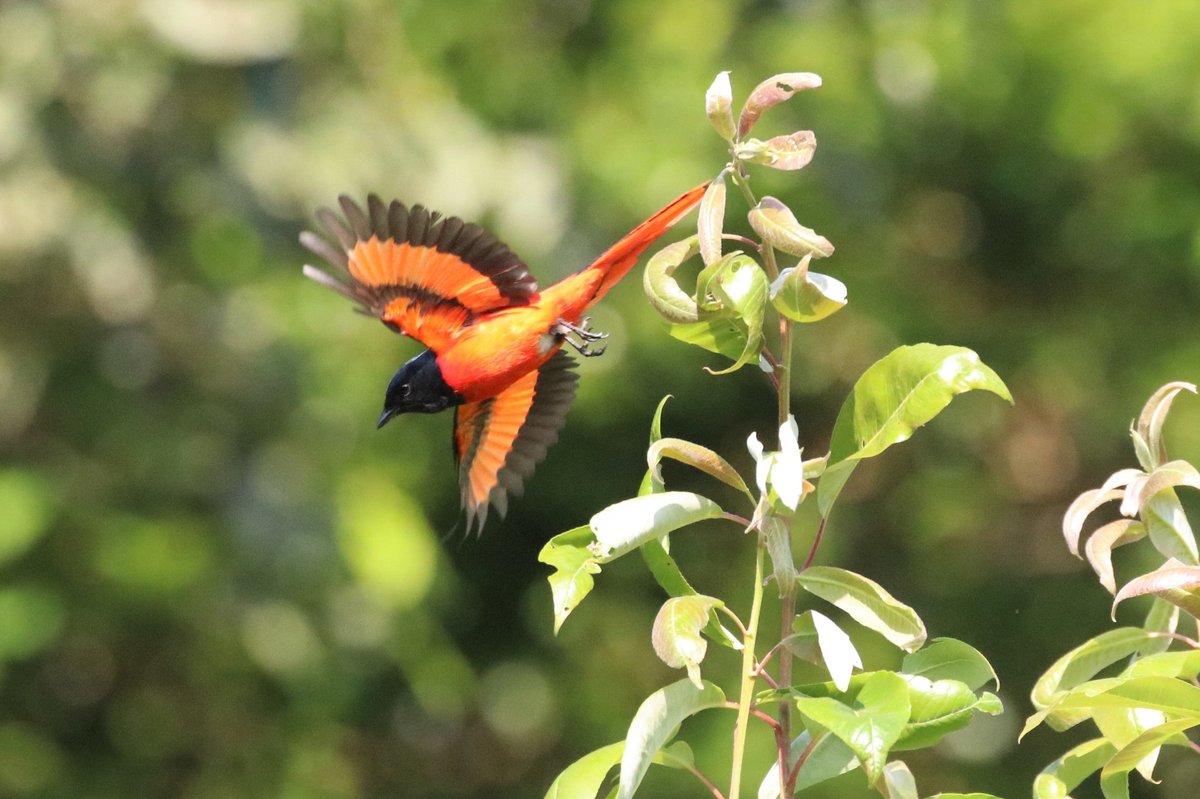 Short-billed Minivet (Pericrocotus brevirostris)