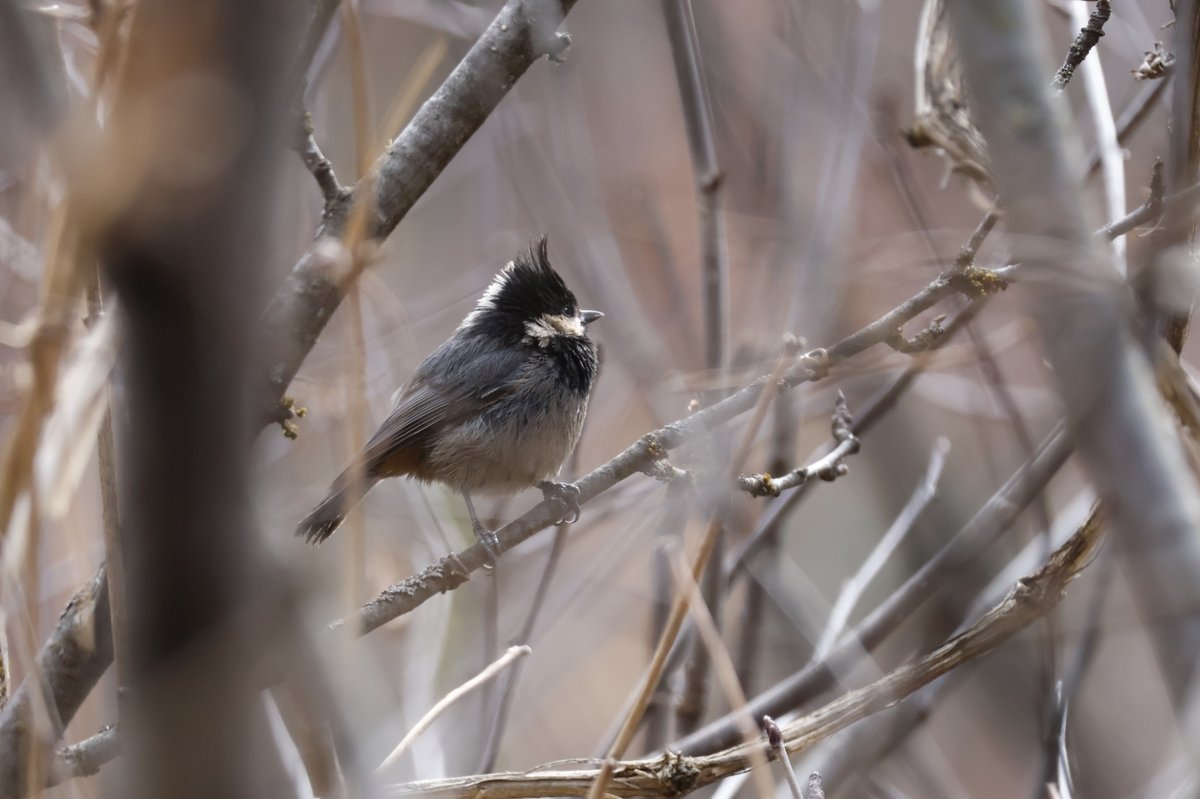 Rufous-vented Tit (Periparus rubidiventris)