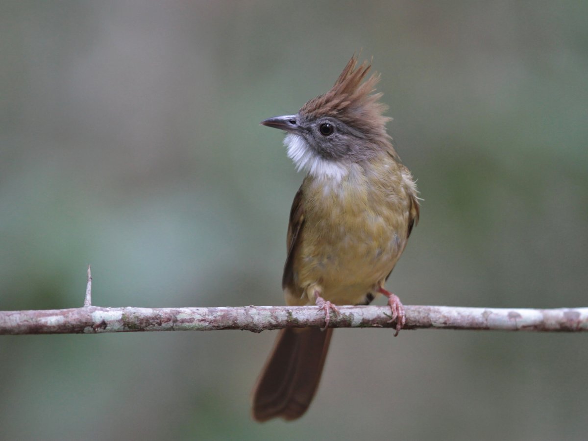 白喉冠鹎 (Alophoixus pallidus)