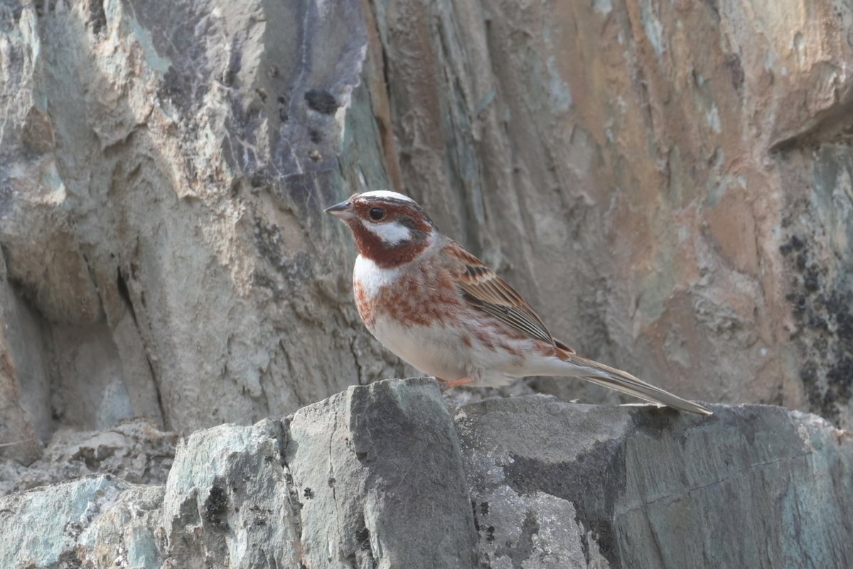 白头鹀 (Emberiza leucocephalos)
