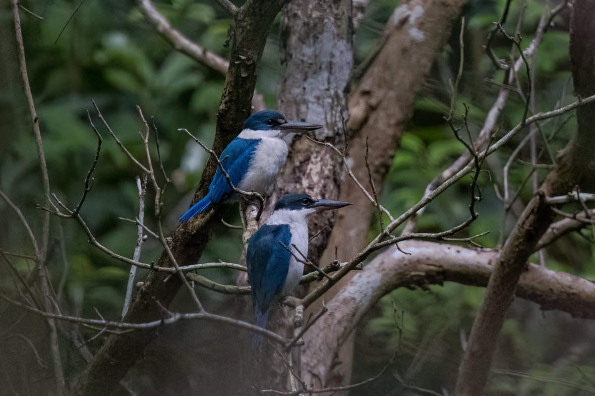 Collared Kingfisher (Todiramphus chloris)