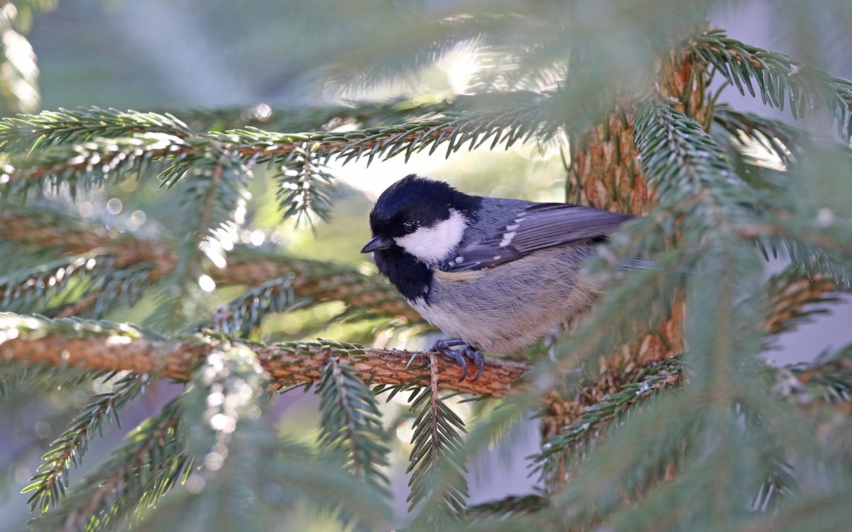 Coal Tit (Periparus ater)