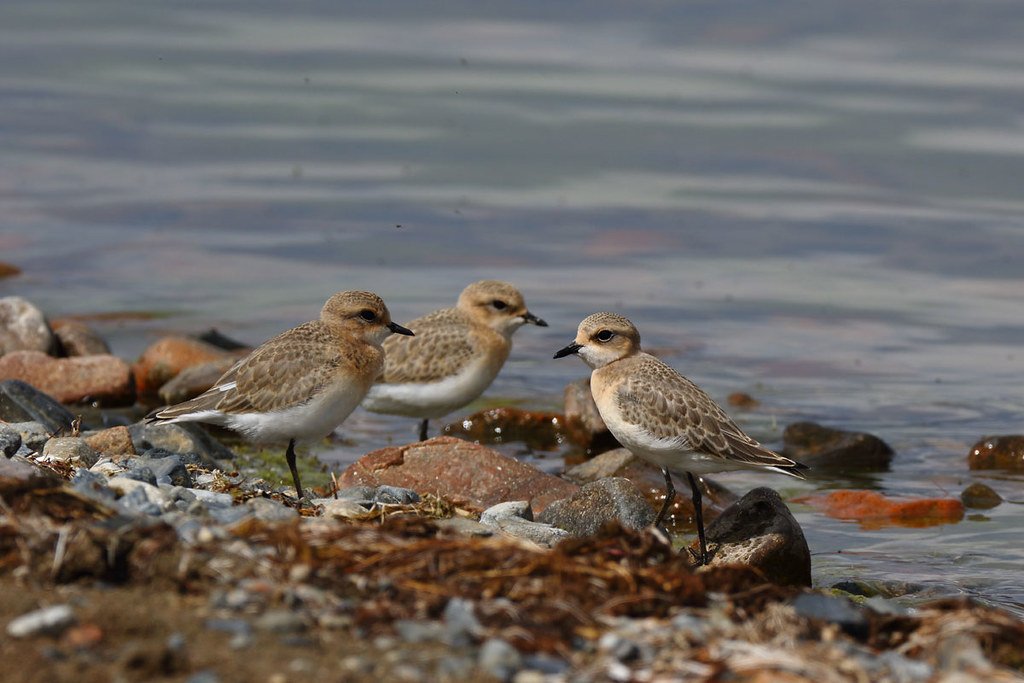 Siberian Sand Plover (Anarhynchus mongolus)