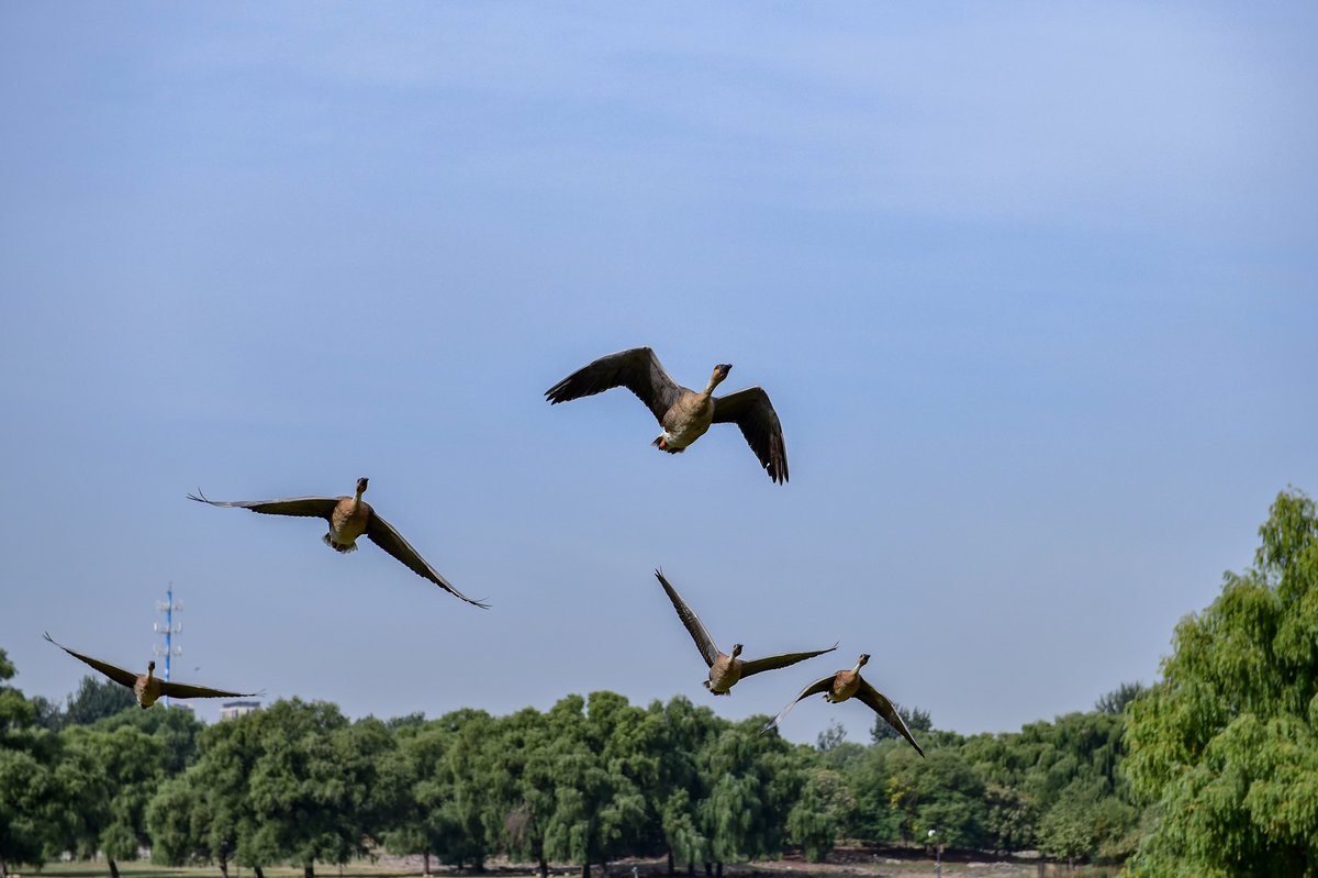 Swan Goose (Anser cygnoides)