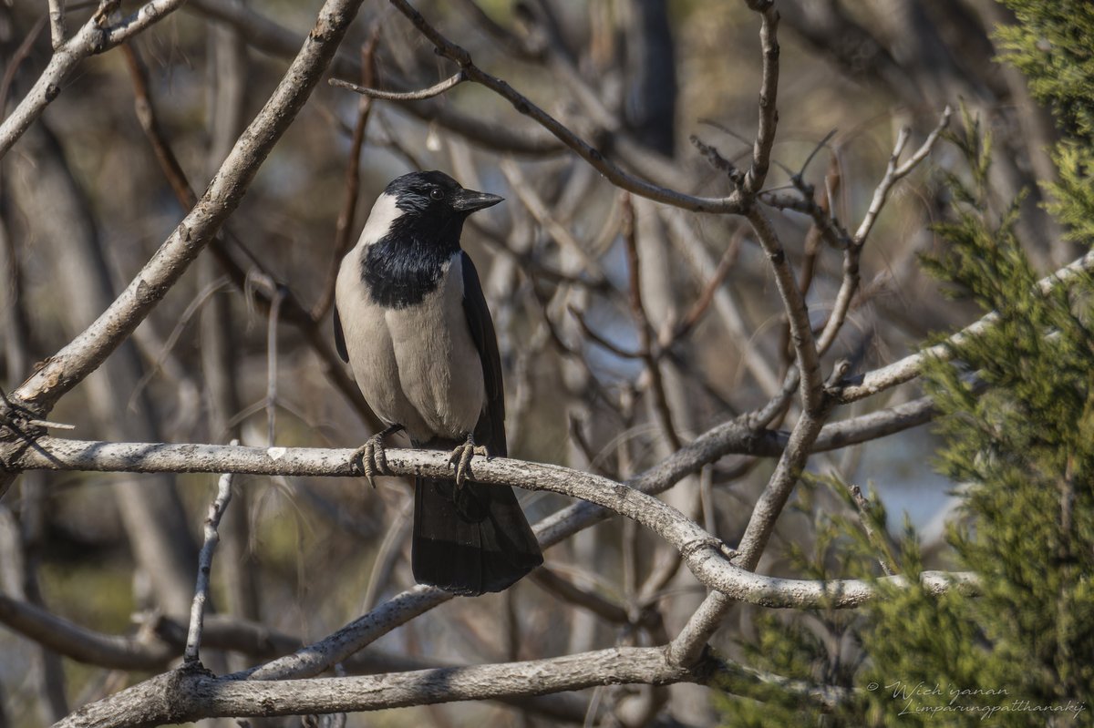 Daurian Jackdaw (Coloeus dauuricus)