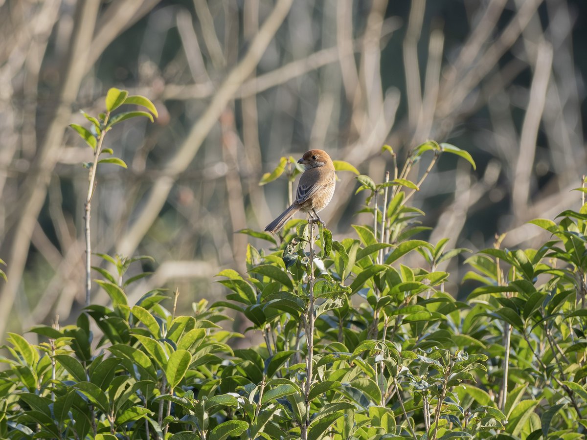 牛头伯劳 (Lanius bucephalus)