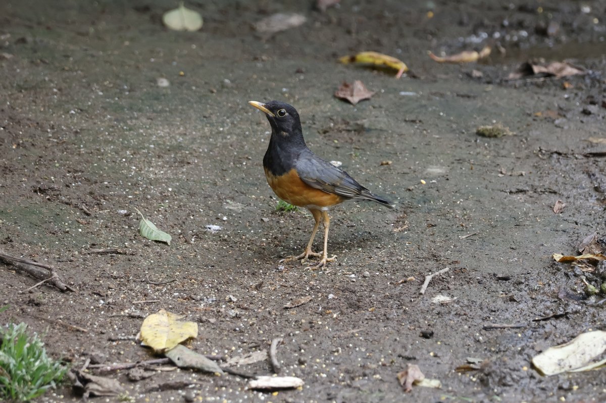 Black-breasted Thrush (Turdus dissimilis)