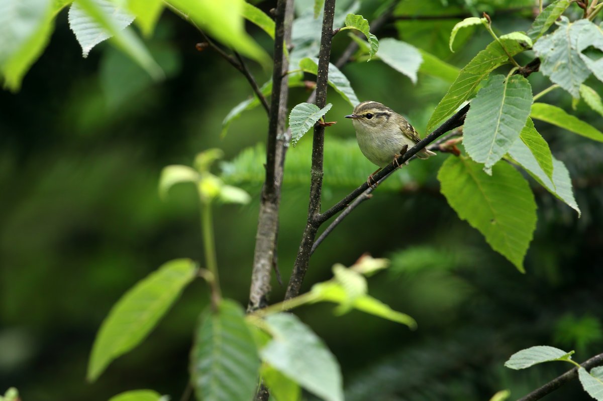 Sichuan Leaf Warbler (Phylloscopus forresti)