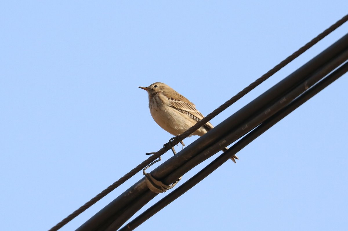水鹨 (Anthus spinoletta)