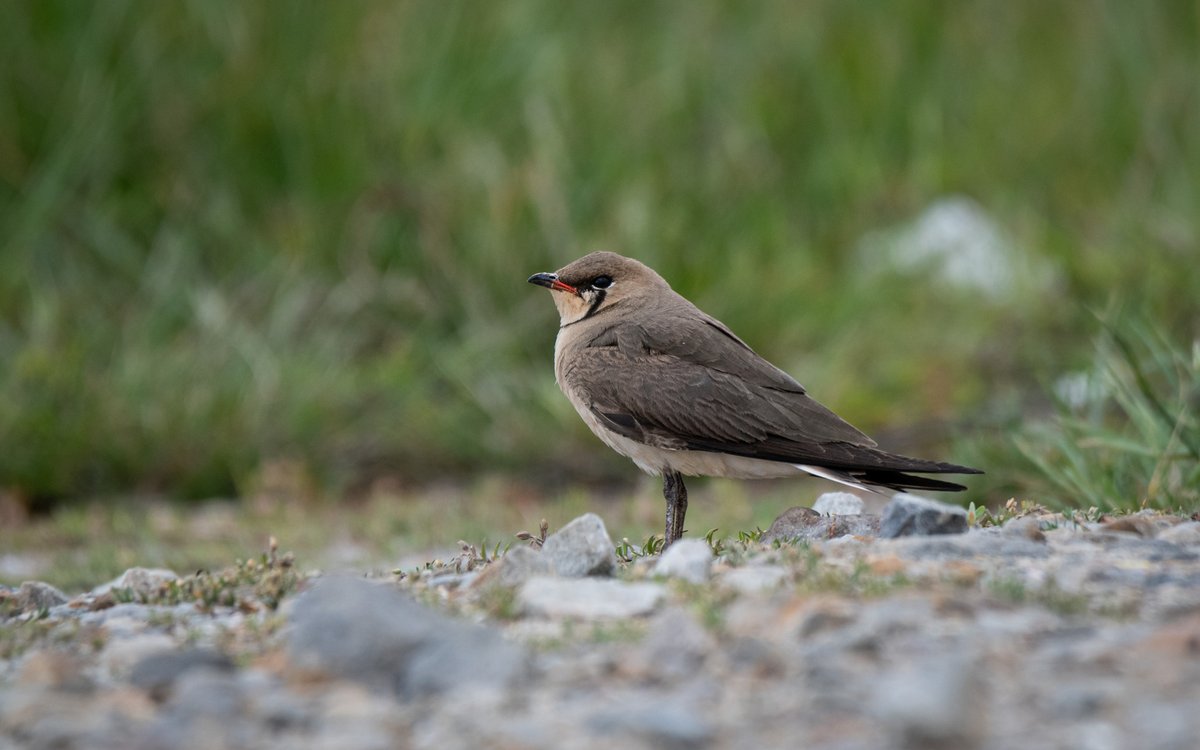 Oriental Pratincole (Glareola maldivarum)