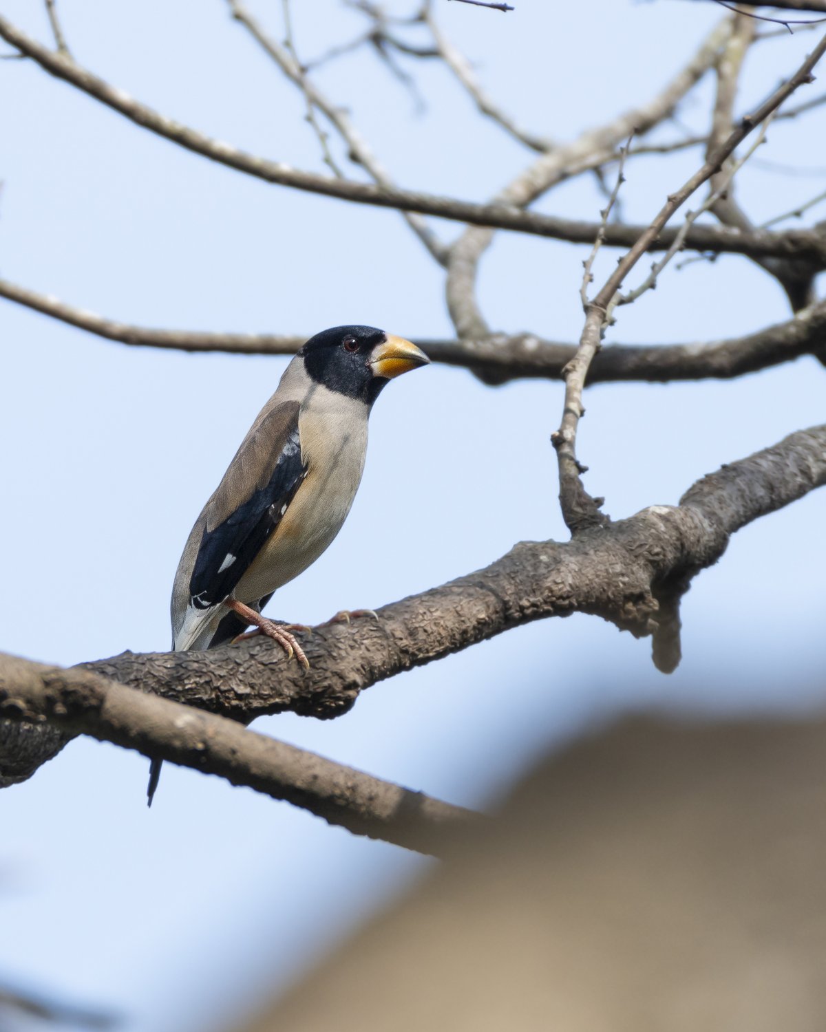 Chinese Grosbeak (Eophona migratoria)