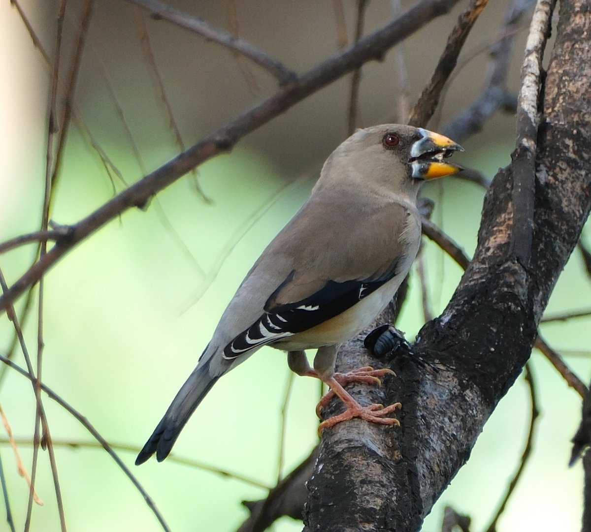 Chinese Grosbeak (Eophona migratoria)