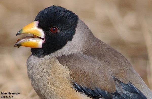 Chinese Grosbeak (Eophona migratoria)