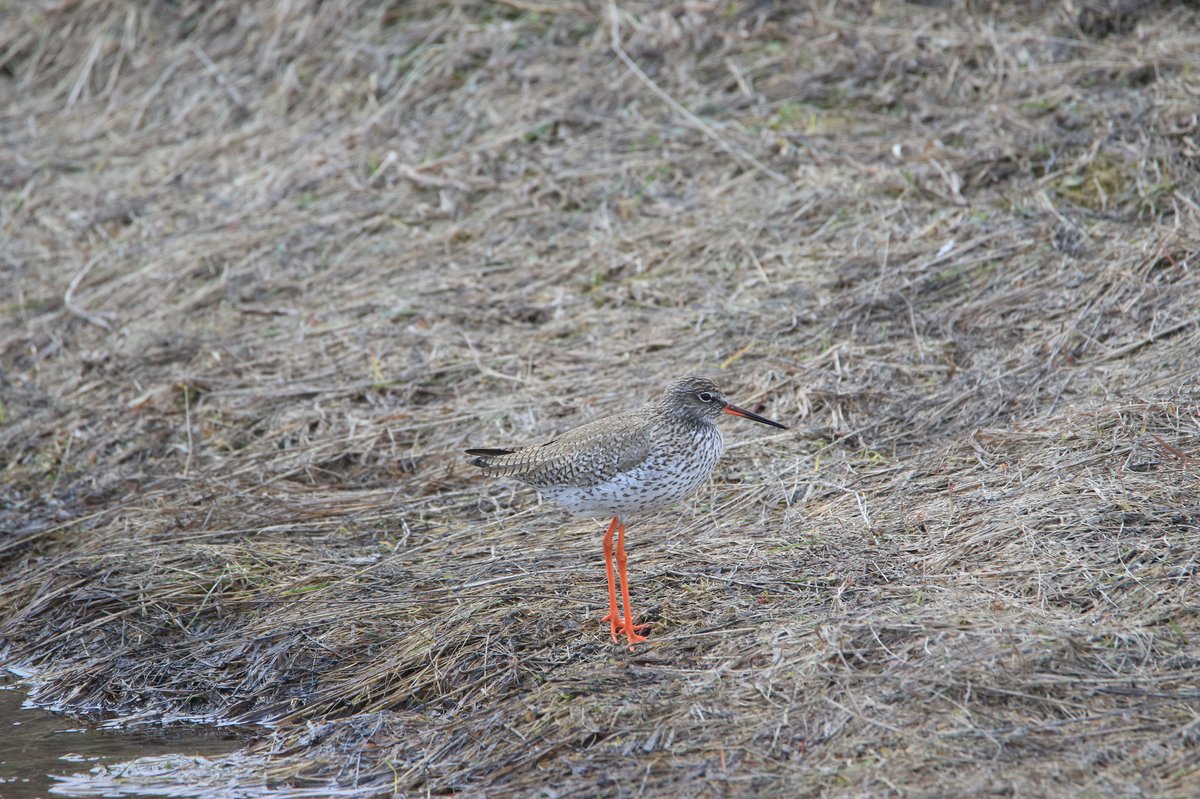 红脚鹬 (Tringa totanus)