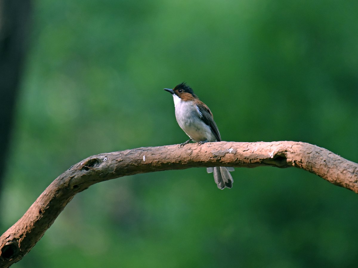 Chestnut Bulbul (Hemixos castanonotus)